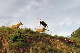 羚羊被逼到悬崖上准备跳崖求生时，被两只狮子飞跃半空合力围捕图片