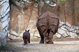 这头才出生小犀牛正跟着母亲散步，它昂首阔步的样子实在太可爱了图片