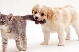 知识｜被猫狗咬伤 当天就要打疫苗图片