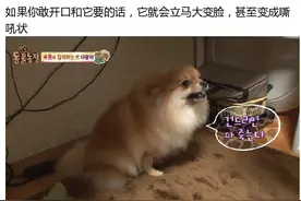 一只有特殊爱好的狗狗 对内裤的执着也是让人醉了图片
