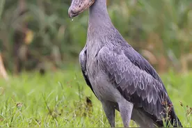 史上十大丑陋动物，最后一个竟然会是他？！图片