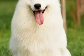 几千年来从没有黑色毛的最纯白色萨摩耶犬太美丽图片