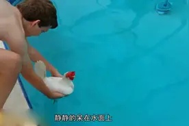 鸡到底会不会游泳？小伙把鸡放到泳池里做实验，镜头拍下全过程！