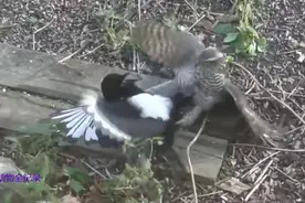 雀鹰的杀戮！喜鹊拼命地挣扎 叫声凄厉 也逃脱不了死亡的命运！