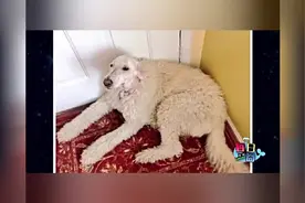 这里有一只像羊的狗，真的-每日一囧视频封面