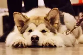 狗狗过大年——饮食有讲究！图片