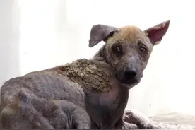 有一个地方，可以让狗狗起死回生图片