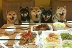 训练有素的狗狗搞笑图图片