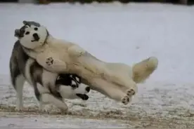 尽管我们自称单身狗，但其实连狗都已经不单身了图片