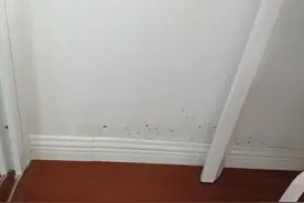 新房内墙发霉变黑怎么办？20年装修经验老师傅绝密分享！图片