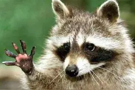 吃货的力量：一群小浣熊（干脆面）为了吃，居然懂得排队，惊呆了图片