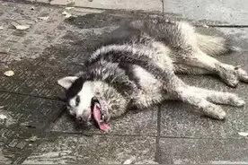 只要有人靠近，二哈就会挣扎起来，却不是求救！背后原因让人心碎图片