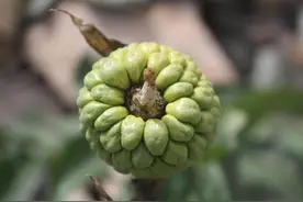 天南星，当地俗称“蛇饭”图片