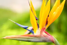 鹤望兰，一朵颜值爆表的花！(附养护细节)图片