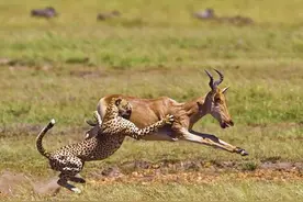 猎豹大战羚羊12分钟后，发生了什么？结果太震惊了！图片