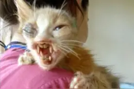 7岁女孩垃圾箱救下独耳流浪奶猫，爱的滋润下华丽逆袭成女神喵！图片