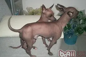 盘点10种最不会脱毛的狗狗，排在第1的墨西哥无毛犬实在太骚啦图片