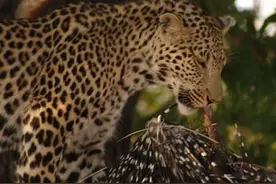 花豹狮子为了吃豪猪，竟被活活刺死！这惊险的一幕把人惊呆了！图片