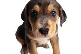 必看|狗狗为什么会出现八字脚？图片