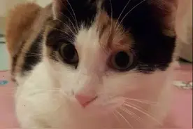 「上海&喵汪」爱心领养图片