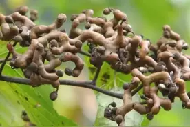 我们清远人最爱用这些东西泡酒，你喝过吗？图片