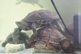 乌龟的背甲不是骨头，了解乌龟背甲知识，养出健康好龟