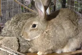 农村“宅男”养比利时肉兔致富，养殖周期短，行情好时月赚4万！