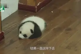 国宝大熊猫在美国有多受欢迎？动物园宁愿被吃垮也不愿送走视频封面