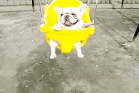 有一只单身狗，它会用尽一生去陪伴你，请承诺，不离不弃图片