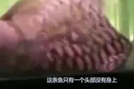 世界上最牛的鱼，只剩下鱼头，还活了6个月，人们看了都说不出话视频封面
