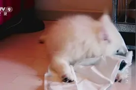 折耳猫故意逗萨摩耶，一猫一狗相处的还挺融洽