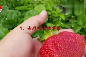 买草莓时要避开这几种，以前没留意，难怪买的草莓不好吃
