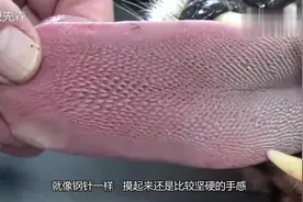 豹子舌头上的倒刺有多厉害？才舔几分钟，人手臂就见红了视频封面