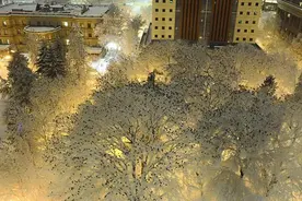 美犯罪学家拍数百只乌鸦栖息雪树上 如梦境一般图片