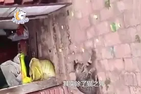 老鼠的五大天敌，个个都是灭鼠大户，第一名比猫头鹰还厉害视频封面