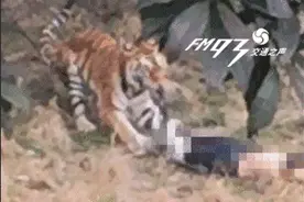 后续！宁波一动物园老虎伤人事件调查结果出炉！六人同行却四人买票……图片