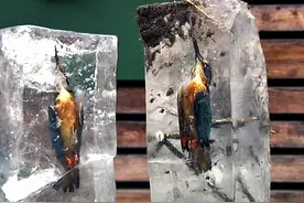 不只是鱼 可怜翠鸟也被完美冰封图片