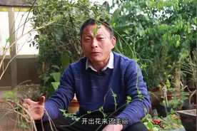 探春盆景不好看怎么办？养花老农教你嫁接迎春，美观好看早开花！
