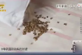 实验证明荞麦枕真的会长虫，对健康有不小的隐患专家建议定期晾晒