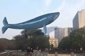 带娃去公园边遛鲸鱼，边学海洋知识，简直不能更酷！图片