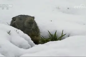 激萌！高山土拨鼠无惧寒冬 温暖冬眠无比惬意