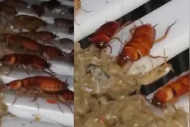 他养10亿只蟑螂吃垃圾：投入几千万，奇思妙想奇葩赚钱方法！