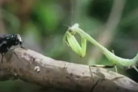 中国螳螂拳高手徒手捉苍蝇让老外吃惊 猜一猜能捉几只视频封面