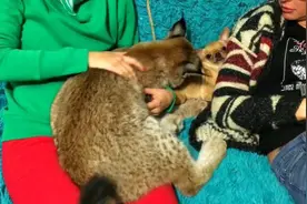 小猞猁好心为吉娃娃舔毛，狗狗却一脸惊恐，大哥折煞小弟！视频封面