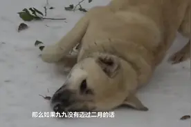 “二月没九”，九代表着什么？那么今年会有九吗？