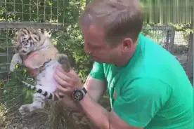 呆萌小老虎被饲养员抓在手里，被亲得直吐舌头，呆萌可爱！视频封面