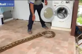 泰国村庄洗衣机里面拉扯出一条超长大蛇视频封面