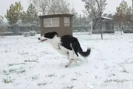 新春将至 我们要如何保护萌宠顺利过年呢？图片