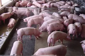 猪饲料里面加麸皮对猪有什么好处？图片