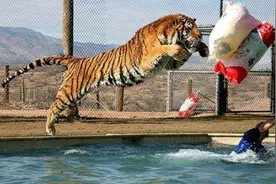 老虎吃人真的简单，一跃能跳4米高10米远，捕倒人锁喉战斗结束